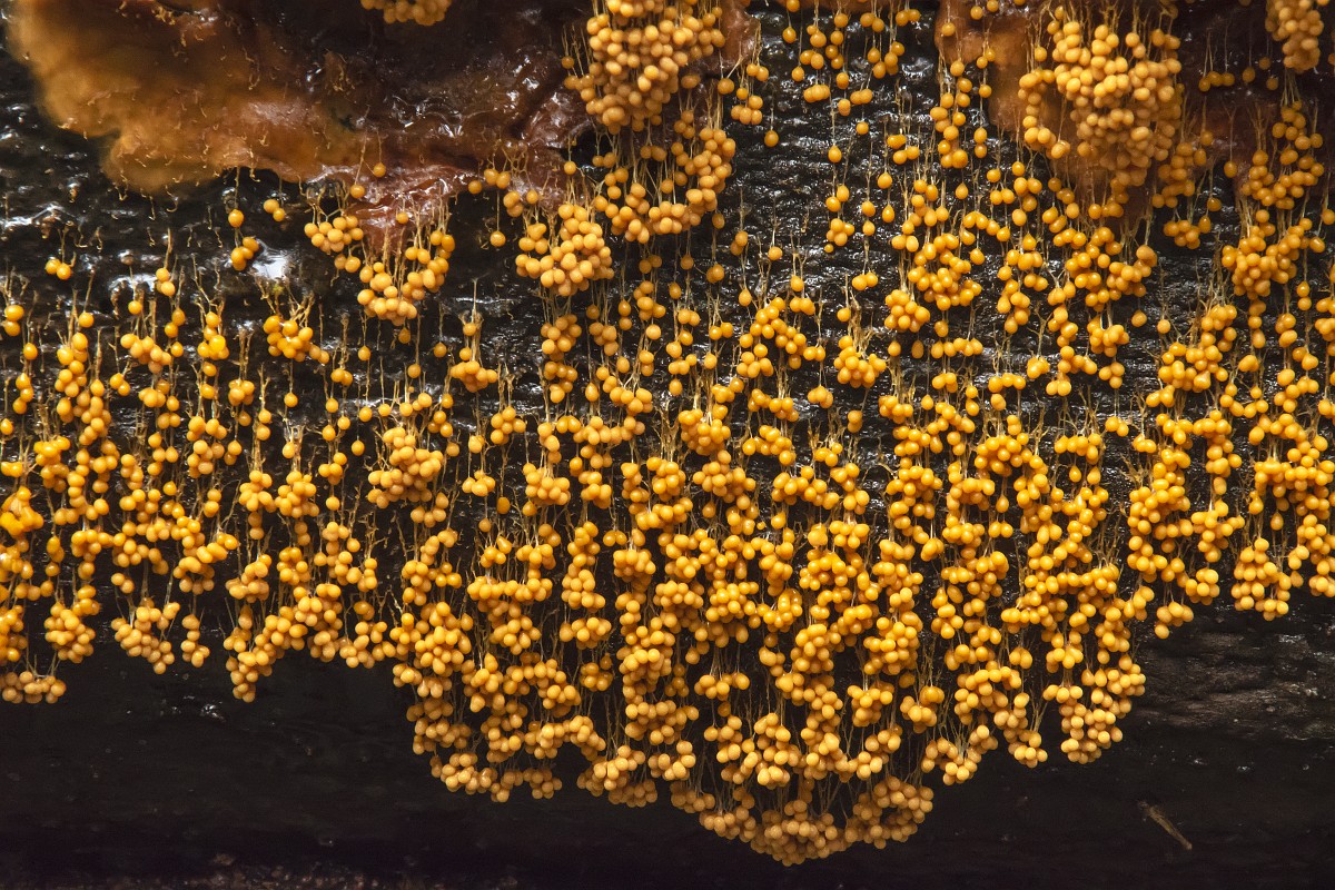 Kokrak porno tomonidan toxtatilgan Kimonodagi yapon porno butlari